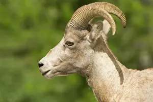 Kananaskis: Bighorn sheep, Ovis canadensis, Peter Lougheed
