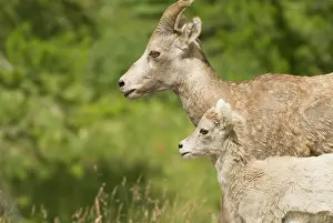 Kananaskis: Bighorn sheep, Ovis canadensis, Peter Lougheed