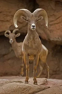 Lambs: Bighorn Sheep (Ovis canadensis) - Ram - Captive