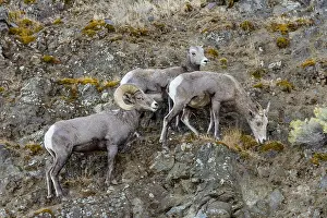 Bighorn: Bighorn Sheep (Ovis canadensis) ram with two ewes