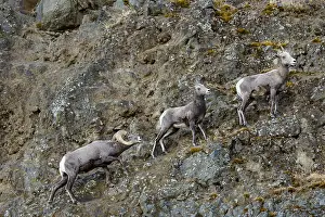 Bighorn: Bighorn Sheep (Ovis canadensis) ram with two ewes