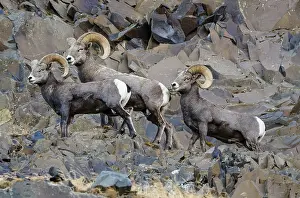 Bighorn: Bighorn Sheep (Ovis canadensis) rams on cliff walls