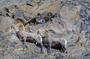 Bighorn: Bighorn Sheep (Ovis canadensis) rams near the John