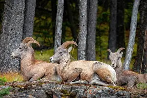 Bighorn: Three bighorn sheep (Ovis canadensis) sitting on