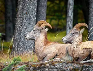 Bighorn: Two bighorn sheep (Ovis canadensis) sitting on rocks