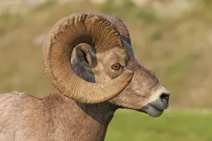 Bighorn: Bighorn sheep portrait of a ram
