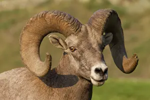 Bighorn: Bighorn sheep portrait of a ram