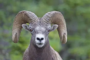 Curved: Bighorn sheep portrait of a ram