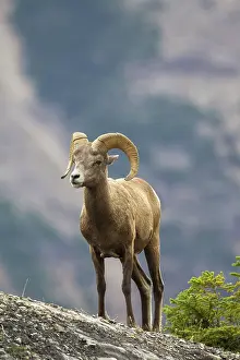 Rams: Bighorn Sheep ram