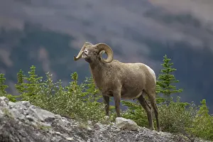 Rams: Bighorn Sheep ram