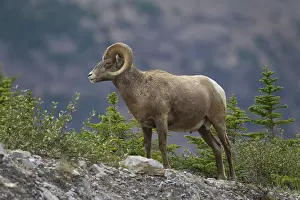 Rams: Bighorn Sheep ram