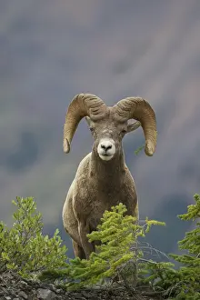 Rams: Bighorn Sheep ram