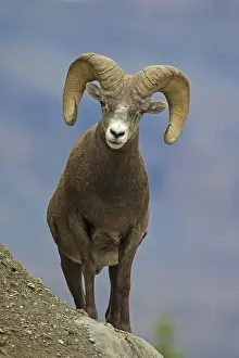 Bighorn: Bighorn Sheep ram