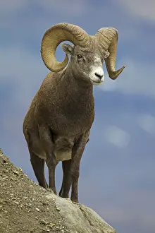Bighorn: Bighorn Sheep ram