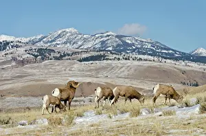 Hooves: Bighorn Sheep. Ram checking out / smelling to