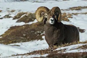 Ken Archer: Bighorn sheep ram at home in the alpine country