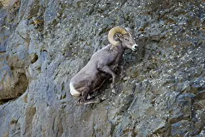 Bighorn: Bighorn Sheep Ram (Ovis canadensis) climbing up