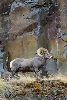 Bighorn: Bighorn Sheep Ram (Ovis canadensis). North Central