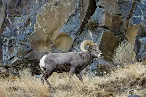 Bighorn: Bighorn Sheep Ram (Ovis canadensis). North Central
