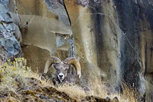 Bighorn: Bighorn Sheep Ram (Ovis canadensis) resting on steep