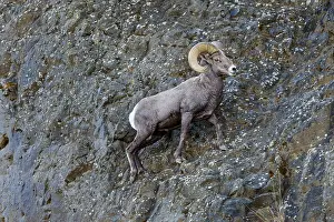 Bighorn: Bighorn Sheep Ram (Ovis canadensis) walking in steep