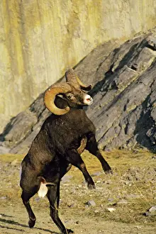Butt: Bighorn Sheep - ram preparing to butt another ram
