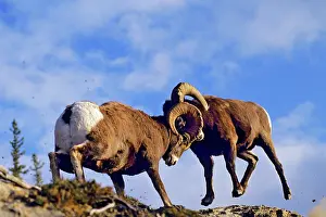 Attacking: Bighorn Sheep - rams butt heads