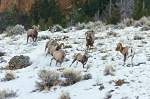 Hooves: Bighorn Sheep. Rams chasing ewe that they think
