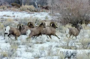 Hooves: Bighorn Sheep. Rams chasing ewe that they think