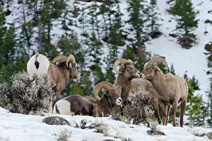 Hooves: Bighorn Sheep. Rams gather on hillside snow in winter