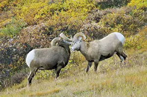 Larger: Bighorn Sheep Rams - larger ram showing dominance