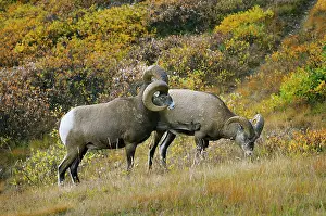 Larger: Bighorn Sheep Rams - larger ram showing dominance