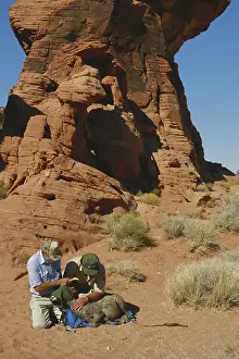 Bighorn: Bighorn Sheep Relocation