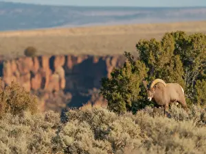 New Mexico: Bighorn sheep along Rio Grande Gorge, New Mexico