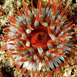 Irish: Bighorn water lily (Urticina felina), Maharees Islands dive