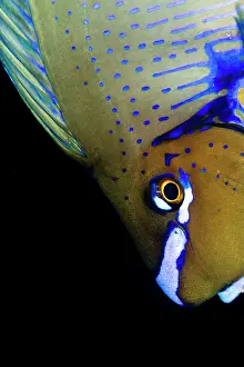 Naso: Bignose Unicornfish