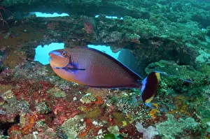 Dash: Bignose Unicornfish - Liberty Wreck dive site, Tulamben