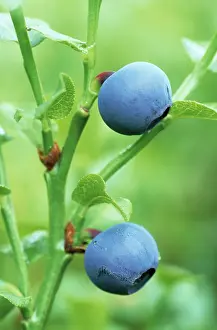 Bilberries: Bilberry