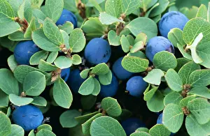 Bilberries: BILBERRY / Blaeberry / Whimberry / Whortleberry - with fruit
