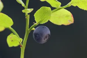 160517: Bilberry, Blueberry, Whinberry, Whortleberry