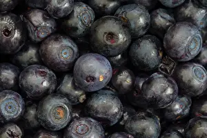 160517: Bilberry, Blueberry, Whinberry, Whortleberry