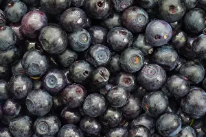 160517: Bilberry, Blueberry, Whinberry, Whortleberry