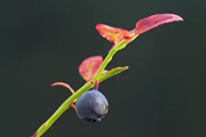 160517: Bilberry, Blueberry, Whinberry, Whortleberry