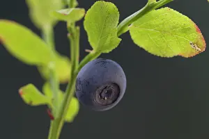 160517: Bilberry, Blueberry, Whinberry, Whortleberry