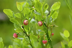Bilberries: Bilberry in flower