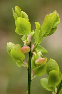 Bilberries: Bilberry - in flower