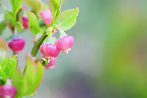 Bilberries: Bilberry Flower - Spring