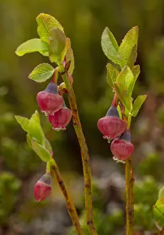 Bilberry: Bilberry, Vaccinium myrtillus, in flower in spring