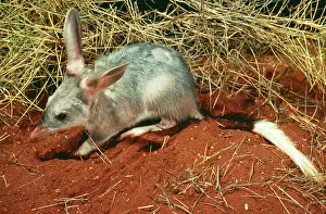 Macrotis: Bilby / Rabbit-Eared Bandicoot