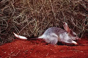 Digging: Bilby / Rabbit-eared BANDICOOT